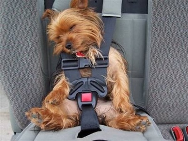 Dog in seat belt large